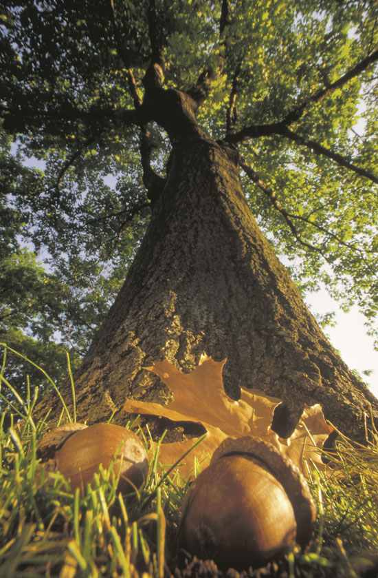 Hang In There Acorn!