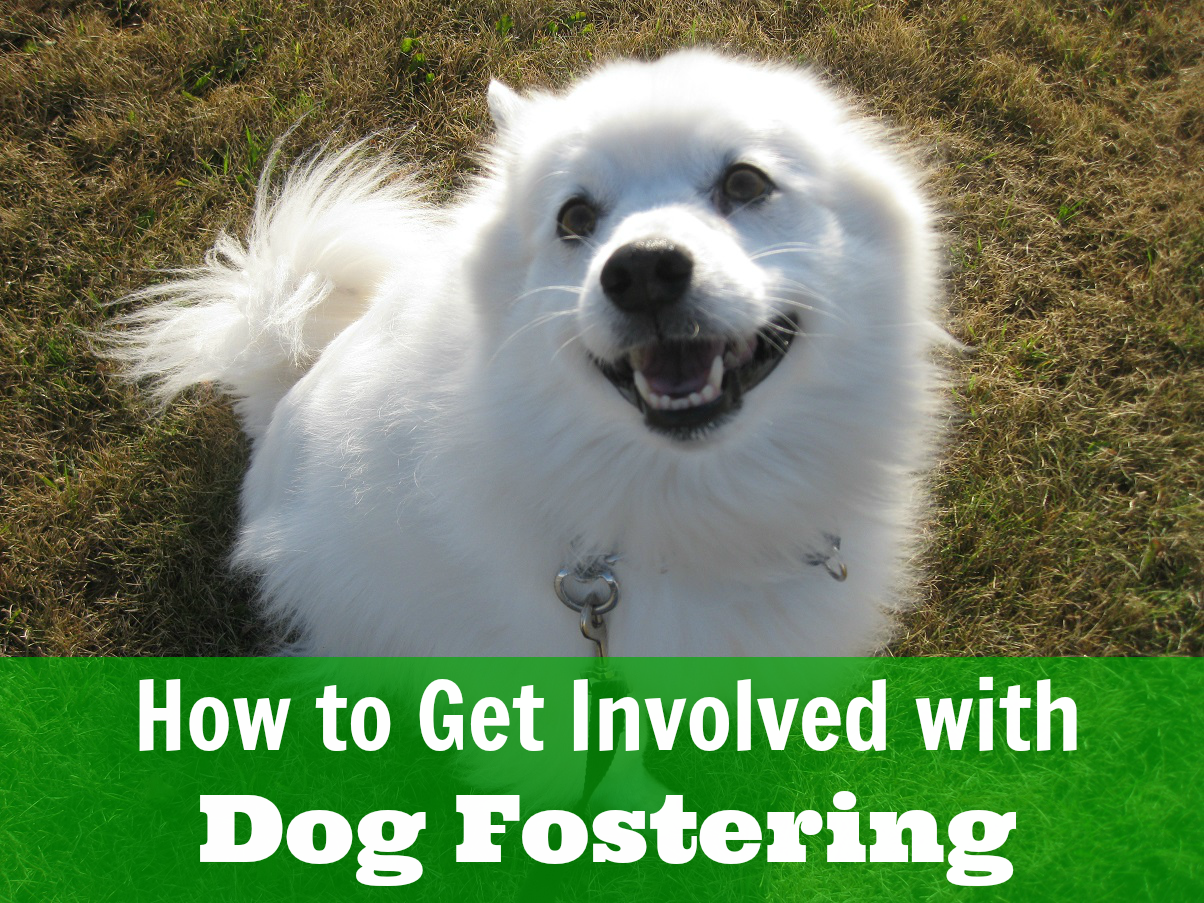 How to Get Involved with Dog Fostering Pawsitively Pets