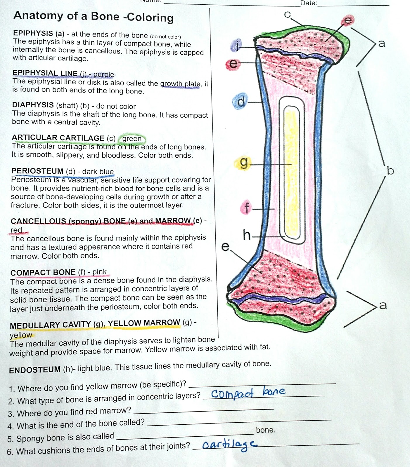 MS Anatomy Skeletal System