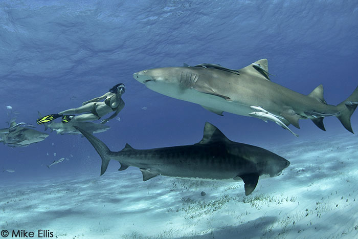 The Best Shark Dive in the World!: Nat Geo Shark Attack Experiment LIVE