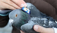 Fuente: http://4.bp.blogspot.com/-elr21iY1mfg/URwif5t0ySI/AAAAAAAAJQw/tTzToIeoQOY/s1600/paloma-mensajera.jpg