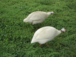 Ayam Mutiara Putih Dewasa