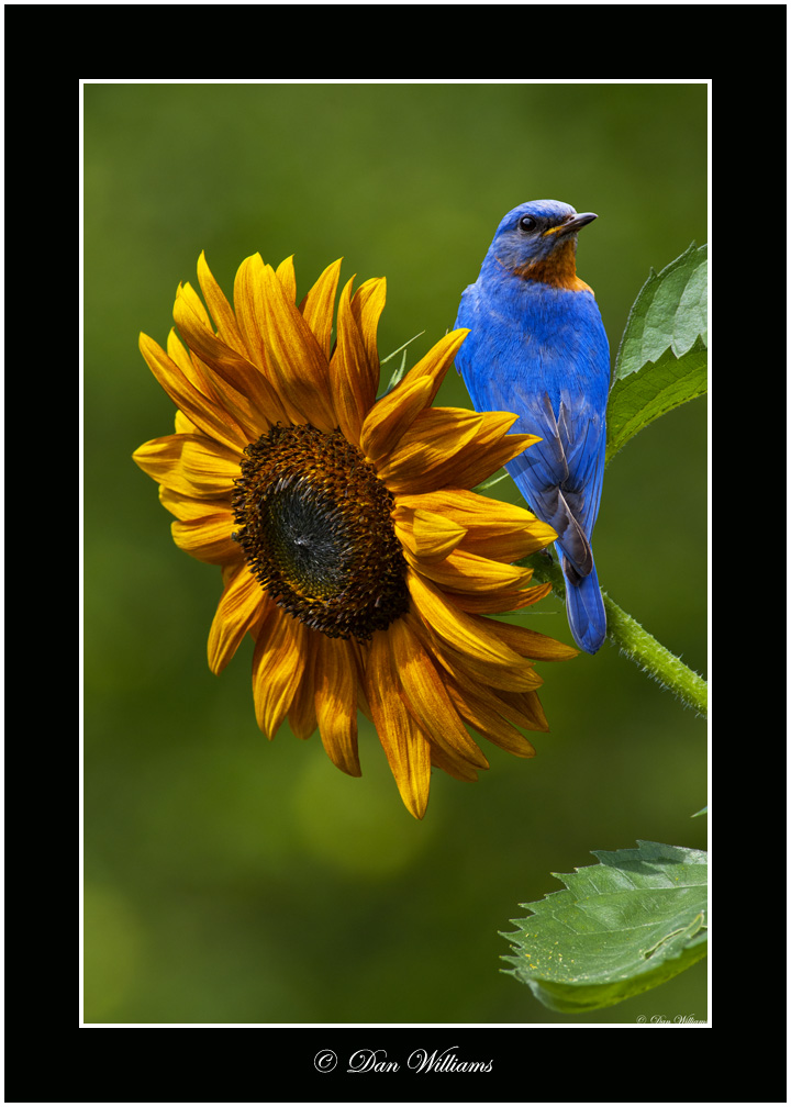 Dan Williams Bird Photography June 2011