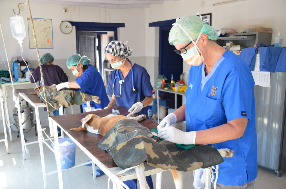 Vets operating on animals in Ladakh India as part of the Vets Beyond Borders Program