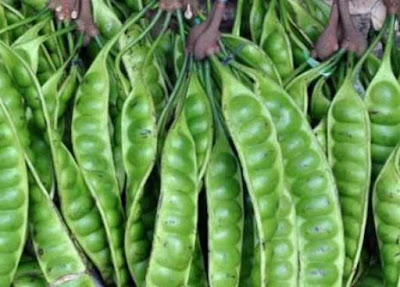 cara menghilangkan bau petai sebelum dimasak,Trik Untuk Mengurangi Bau Petai,Mengurangi Bau Petai. cara menghilangkan bau petai sebelum dimasak,Trik Untuk Mengurangi Bau Petai,Mengurangi Bau Petai.