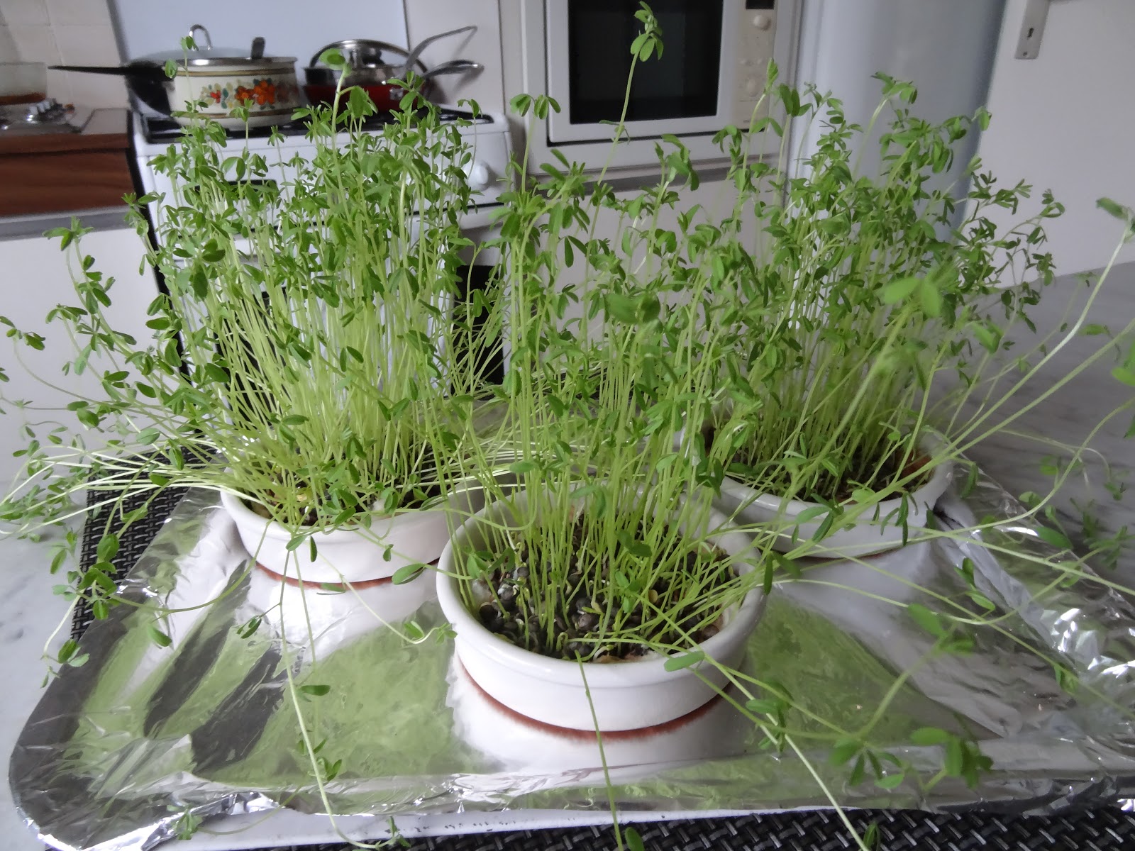 La cachette à Josette Les lentilles de la Sainte Barbe