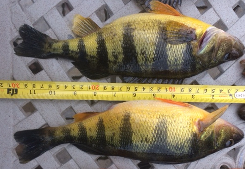 Keuka lake perch fishing Clearance