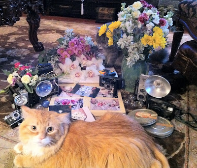 Photography cat Phillip - Stein Your Florist Co. Photography cat Phillip - Stein Your Florist Co.