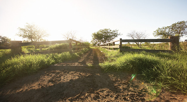 Jurlique_farm_in_Adelaide_Southern-Austr