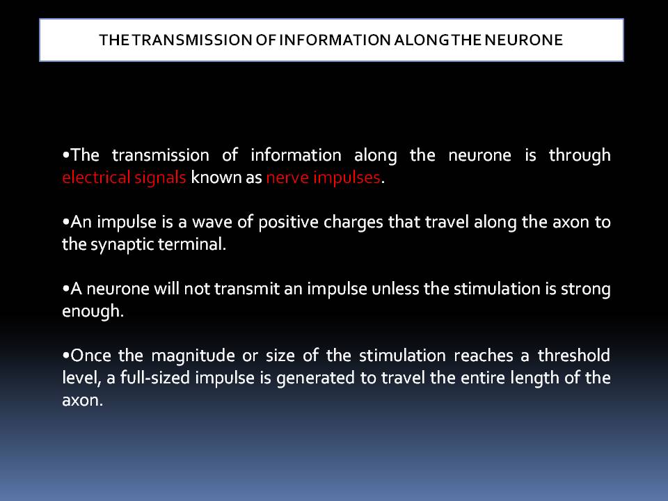 Biology THE TRANSMISSION OF INFORMATION ALONG THE NEURONE