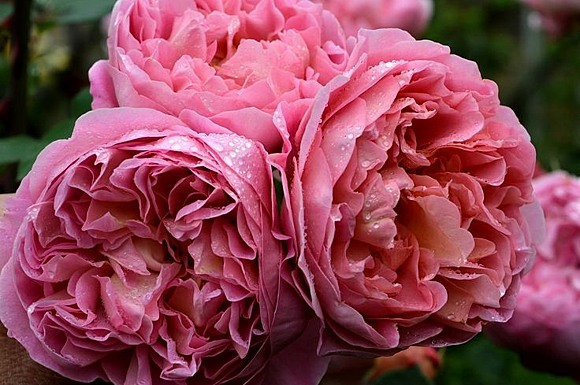 Boscobel rose сорт розы фото  