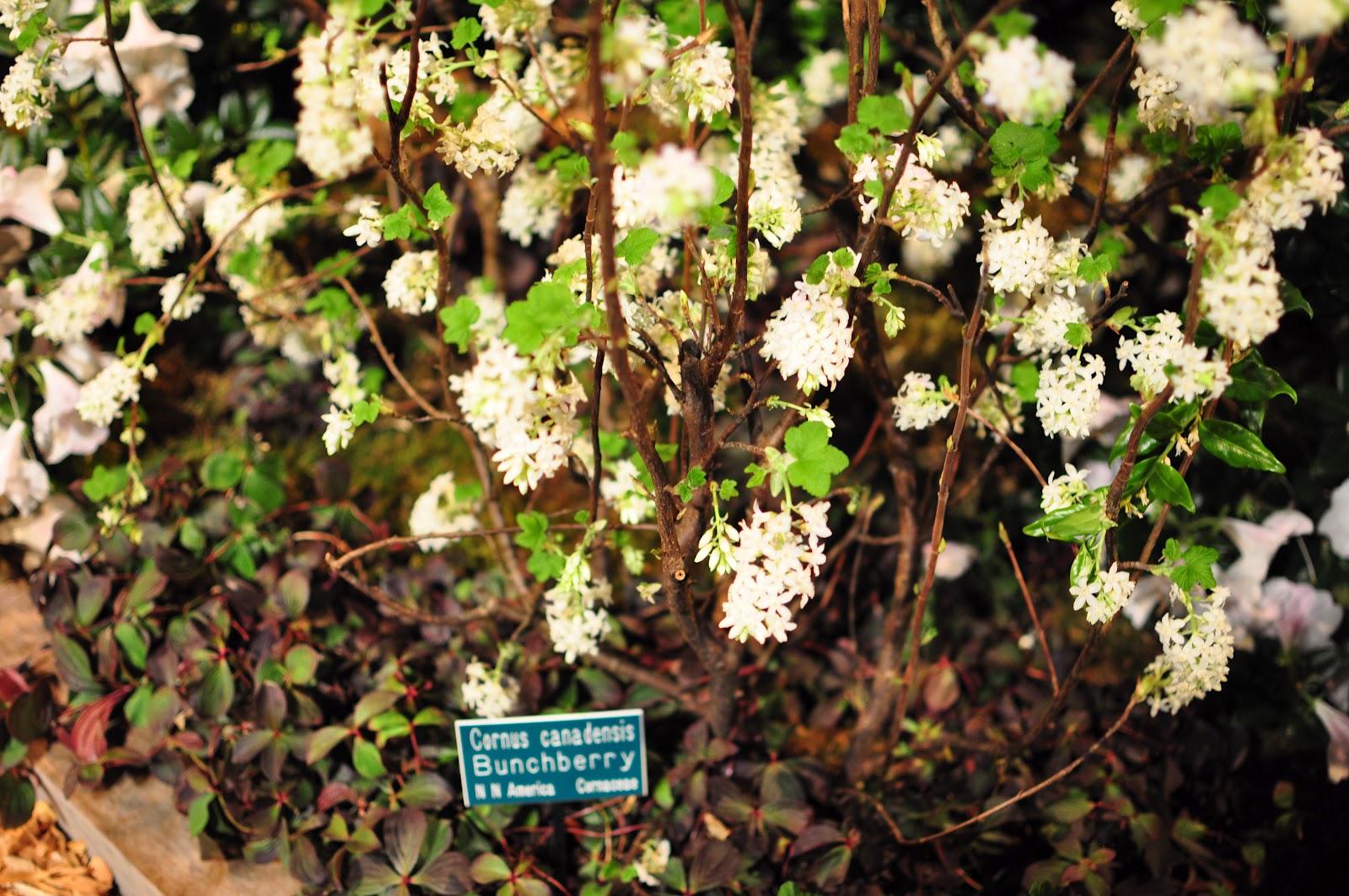 Megan Seagren's Journal Plants for Pacific Northwest Shade Gardens