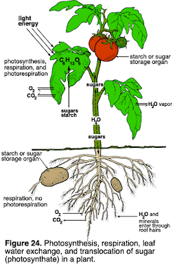 Sistem Respirasi Pada Tumbuhan