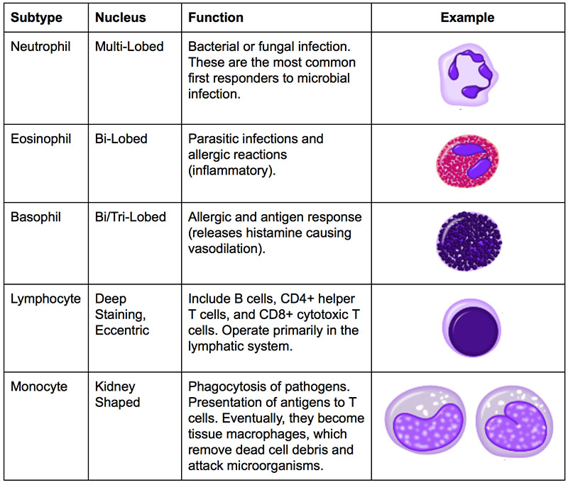 Description And Function Of Mutagenesis