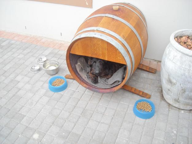 Raising Toot and Roxy: Dog House Idea for Cheap