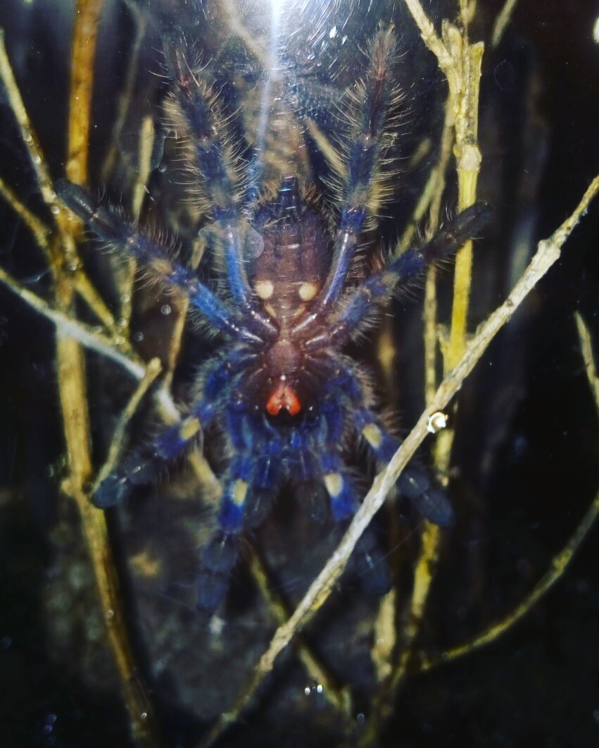 feeding tarantula slings