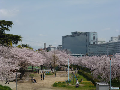 公園の桜 公園の桜