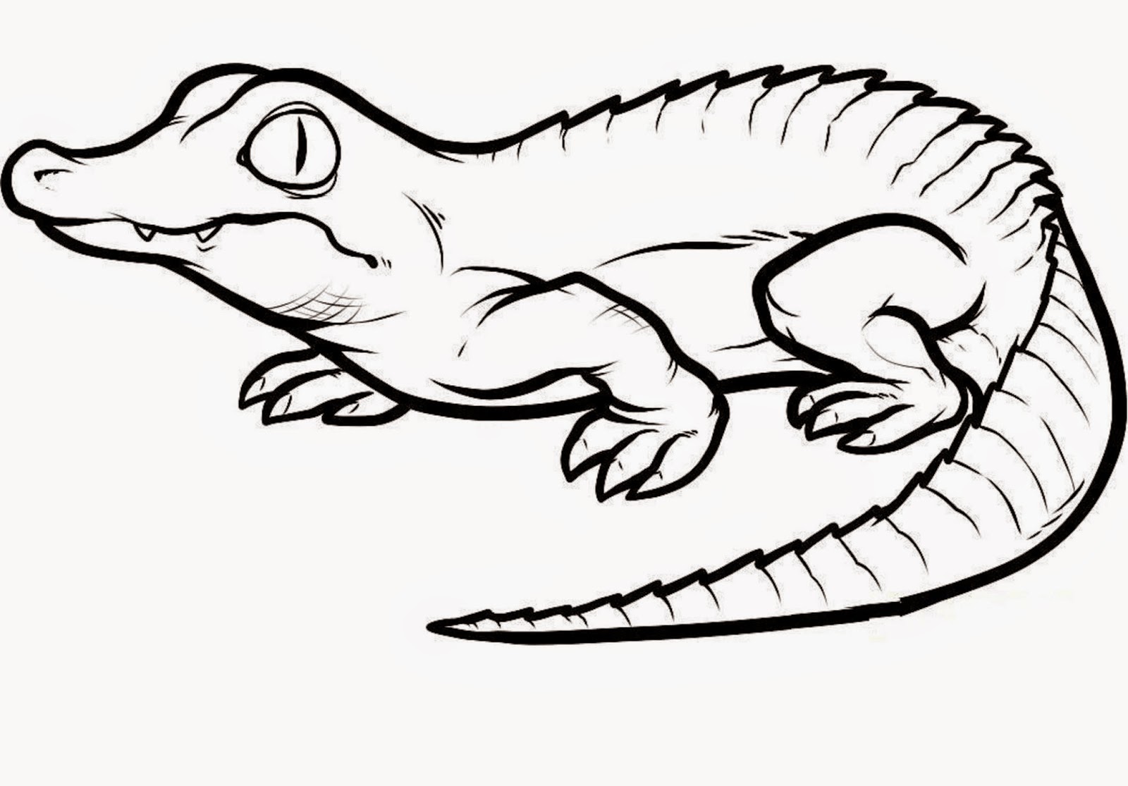 Crocodiles Colour Drawing HD Wallpaper - colours drawing wallpaper