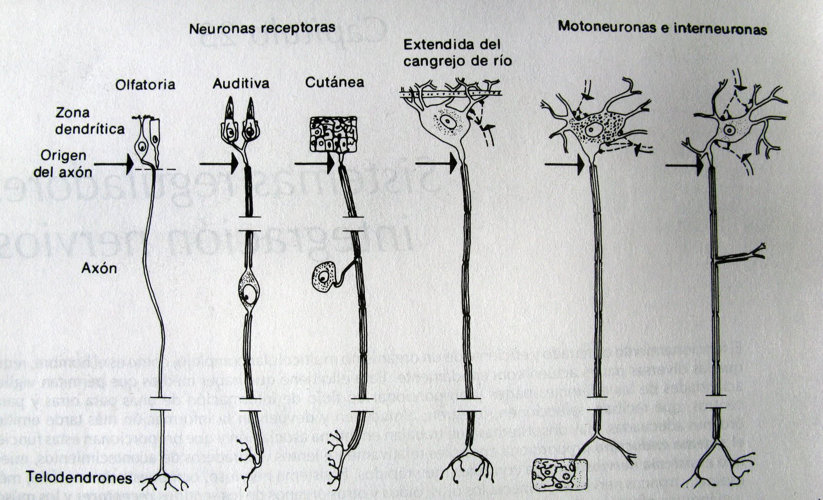 BIOLOGÍA 3º SECUNDARIA: Neuronas