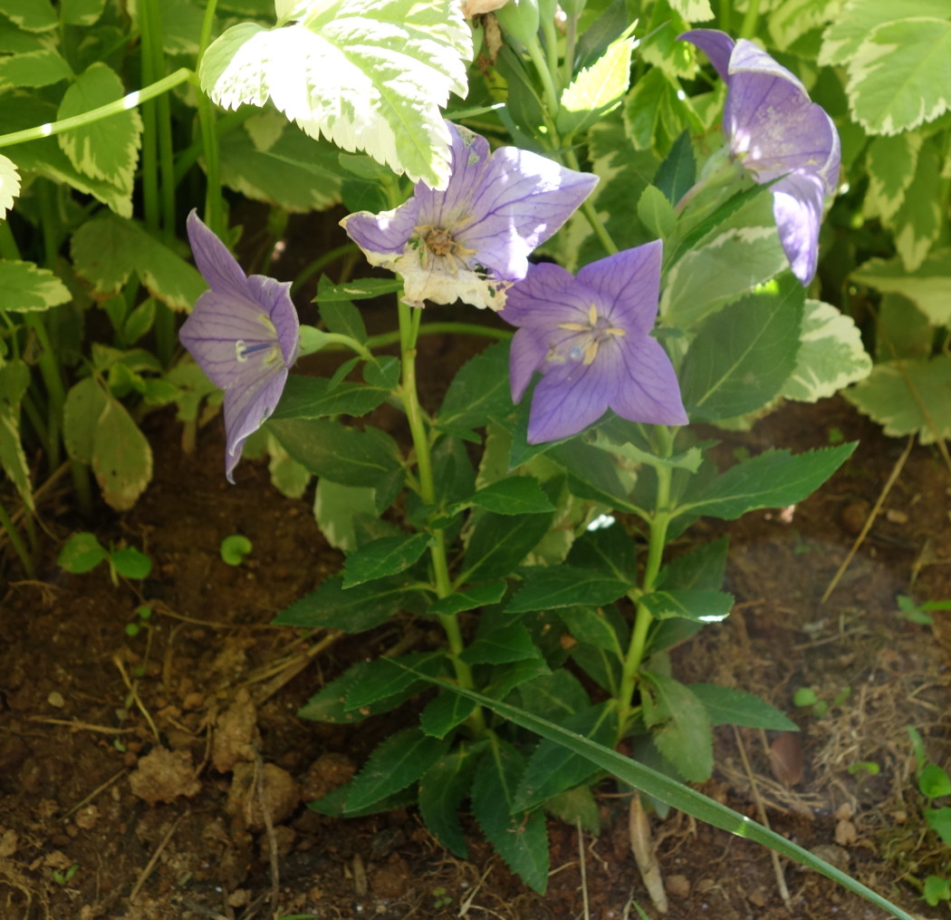M R Gardens Reserve sustainable seedlings