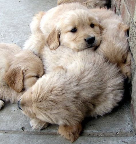 Image description: four adorable golden retriever puppies sleeping on each other