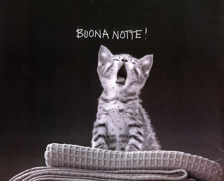 Gattino+notte