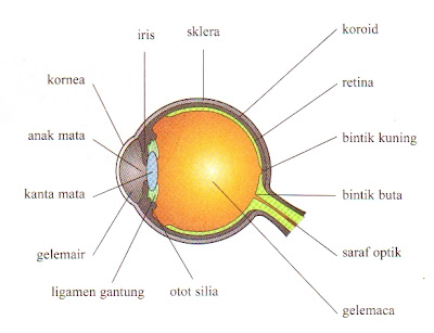 Struktur mata yang terlibat dalam deria penglihatan