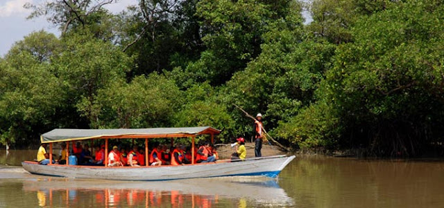 Wonorejo Mangrove Forest Attractions