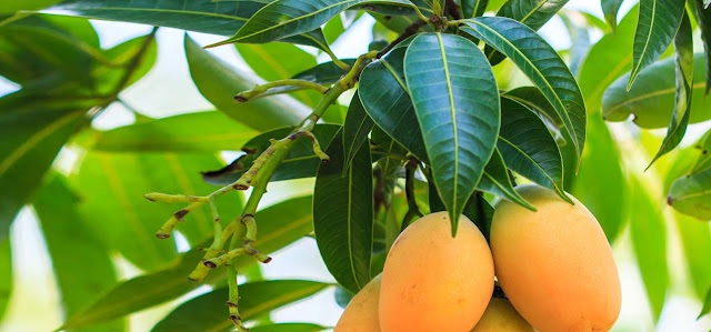 7-Extraordinary-Health-Benefits-of-mango-leaves 7-Extraordinary-Health-Benefits-of-mango-leaves