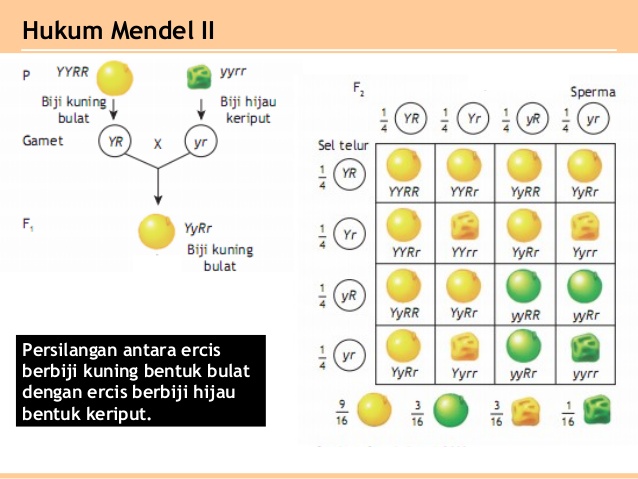 Jika sifat dominan tanaman kacang ercis berbiji kuning polong rata maka sifat resesif tanaman terseb