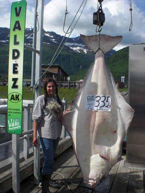 international fishing news alaska biggest halibut of the 4 days on 2 days off work schedule