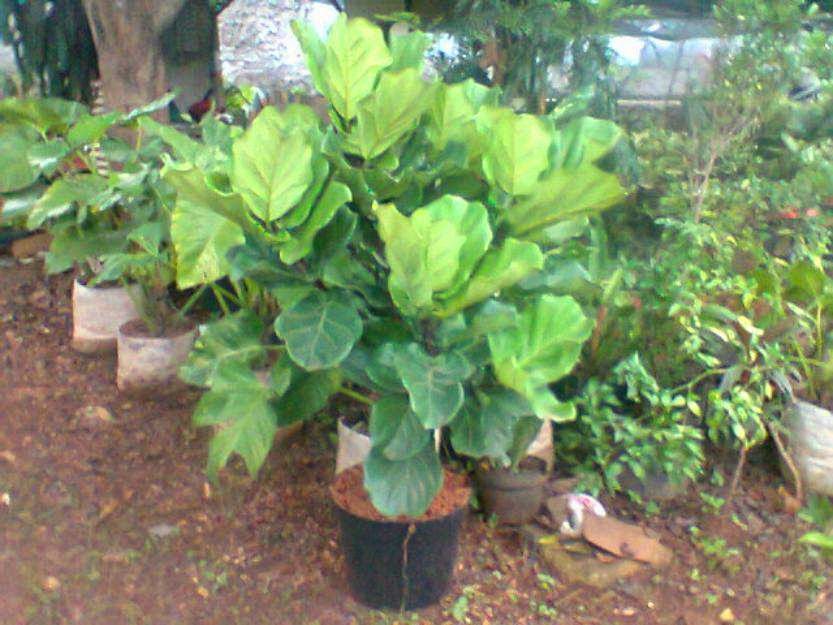 Ide Terkini 25+ Macam Pohon