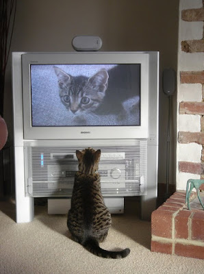 http://tegal-online.blogspot.co.id/2011/01/momen-momen-saat-kucing-menonton-kucing.html
