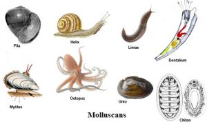 53 Gambar Hewan Lunak Mollusca Terbaru
