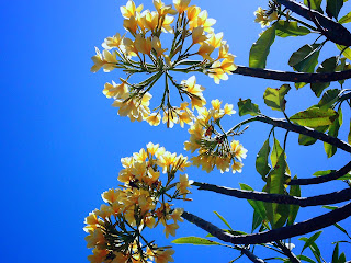 Yellow White Frangipani Flowers And The Sky Bali Indonesia