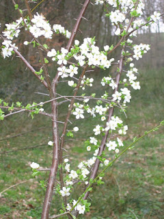 Fleurs de prunelier