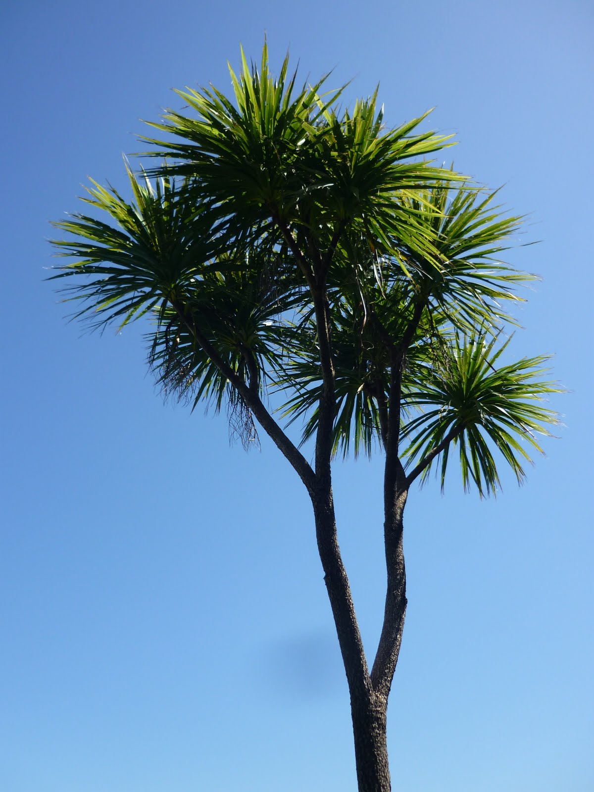Tales of Jo Cabbage Tree