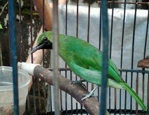 Daftar Harga Pasaran Burung Cucak Ijo Banyuwangi Terbaru
