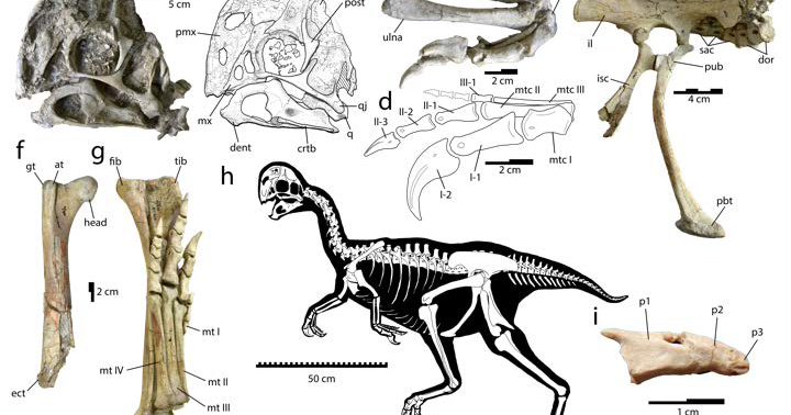via dino discovery