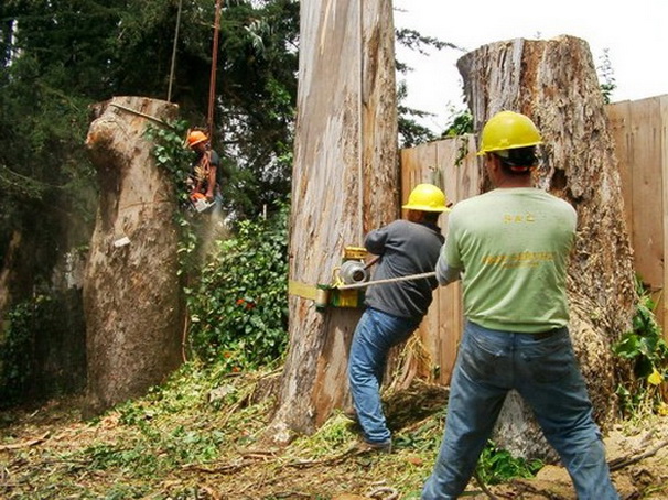 Tree Service Atlanta Tree Service