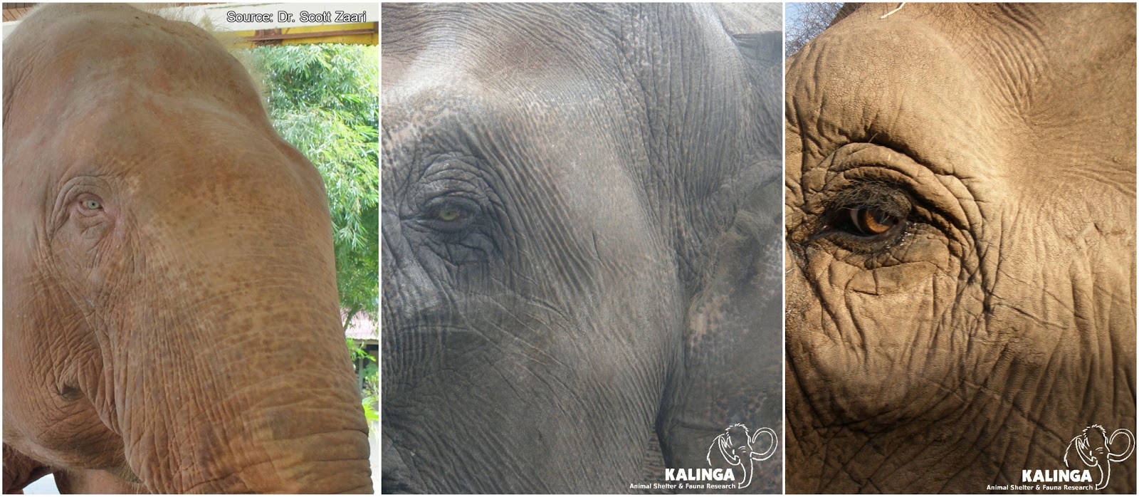 The CHIMP & SEE Blog ElephantTuesdays the elephant´s vision 🐘