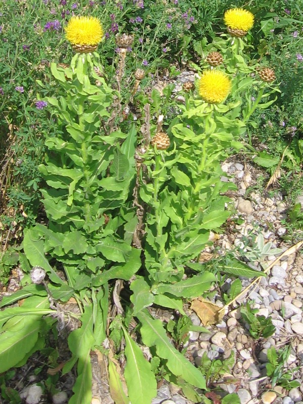 Beauty Of Flowers Bighead Knapweed