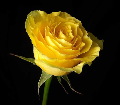 Wallpaper s For Mobile and PC: Beautiful Flowers Images For Mobile and PC