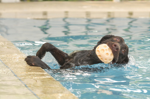 A Labrador retrieves a toy in the swimming pool