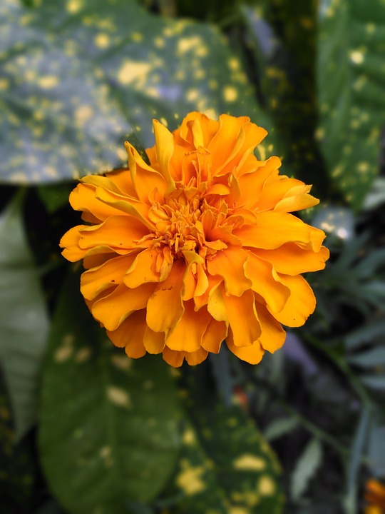 Garden Therapy Marigold Beautiful