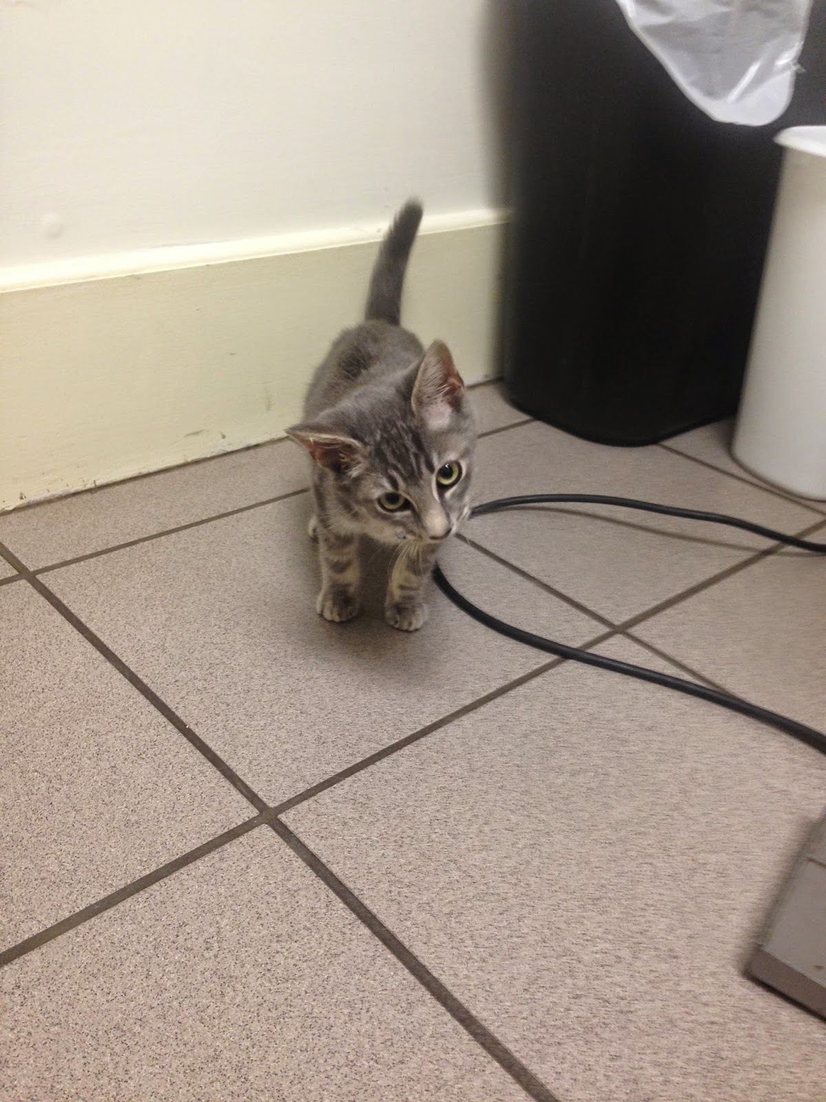 Diary of a RealLife Veterinarian Kitten Head Tilt? Maybe? Upper Respiratory Infection? Maybe