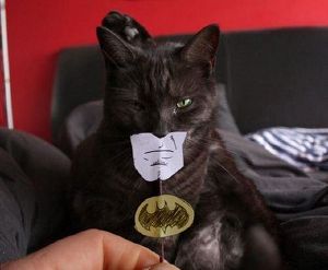 Gato disfrazado de Batman