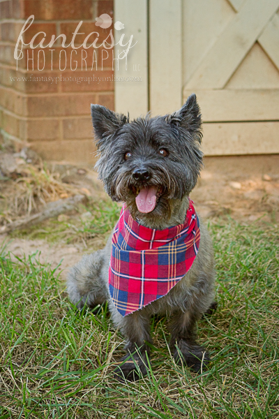 pet family photography in winston salem nc | triad family pet photographers pet family photography in winston salem nc | triad family pet photographers