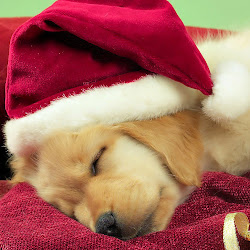 christmas dogs wallpapers ipad pets desktop puppies pet backgrounds holiday wallpapersafari van computer afkomstig