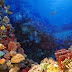 Nieuw probleem dreigt voor het koraal: blauwalgen